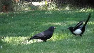 Crow / Magpie Fight