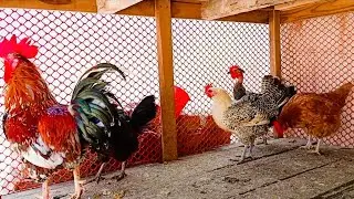 Top 5 Rooster Chicken Breeds | Amazing Rooster Chicken Farm - Process Of Meat For Business