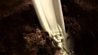 Primola