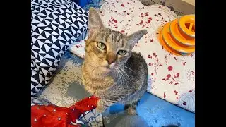 Waggin' Wednesday: This Texas Cat is Ready To Try A Cape Cod Life!