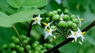 Solanum torvum in Bloom 🌿 | Turkey Berry Plant for Home Gardens
