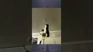 The Genius Cat Who Fixed a Light Bulb