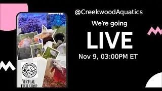 Palm Street Live: Tropical Fish & Coral Night! ​