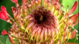 Eden Project South African Fynbos in the Mediterranean Biome