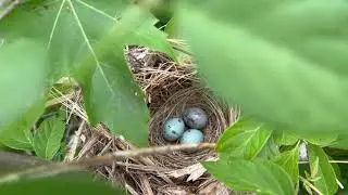 Redwing Nest by the River, hope they hatch soon!