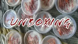 UNBOXING 12 RARE GECKOS / GEEKY GECKO CREATIONS