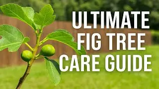 The Ultimate Fig Tree Care Guide | How I Saved a $140 Dying Tree for $10