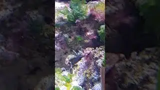 galathea squamifera in acquario marino mediterraneo