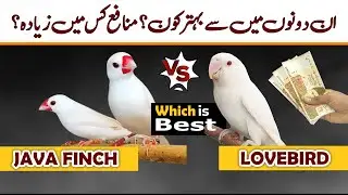 Java finch Vs Lovebird | 2024 best Bird | lovebird | java sparrow | budgies | cockatiel parrot