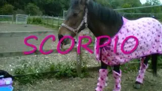 TORWOOD FARM