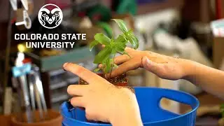 Colorado State University Extension's Grow & Give Project