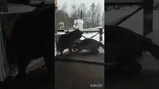 Потеплело,выбежали играть🤣🤣🤣&hearts;️