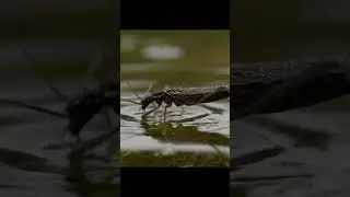 The Tiny Insect&rsquo;s Dance on the Water