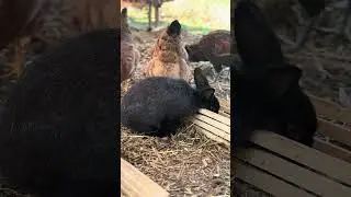 Chicken coop cam LIVE. Edna the rabbit. #bunny #rabbit #homestead #farming #nature #relaxing