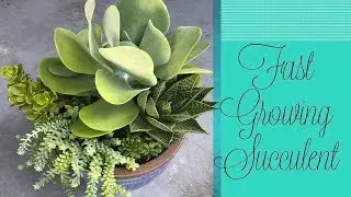 Kalanchoe Flapjack is taking over my pot !!! || A girl with a garden