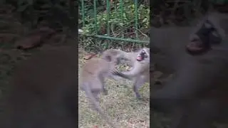 Monkey competition