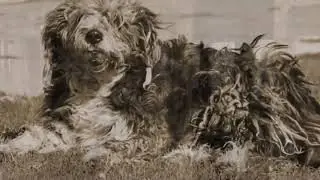 Doric TV - &lsquo;Field o dreams&rsquo; by David Wilkie