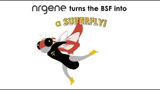 NRGene - Black Soldier Fly (BSF)