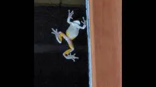 peeper Tom