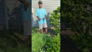Explaining Plant Companions to Young Sons: Gardening June 8 #shorts #garden #food