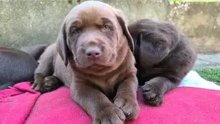 Labrador Welpen - 6 Wochen alt