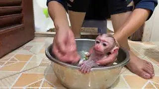 Mom clean JOBI baby monkey after wearing diaper drinking milk