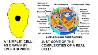 MO 1 flagella