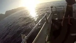 Fish Maui