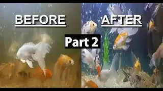 How to Clean a Fish Tank SIMPLE & EASY Cleaning Up your Fish Tank Planted Aquarium Maintenance Part2