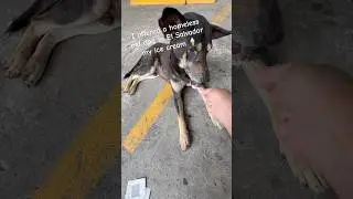 I offered a homeless old dog in El Salvador my ice cream 🍦
