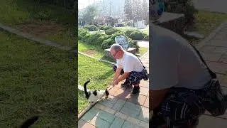 Покорми котика в Алании. Feed the cat in Alanya #alanya