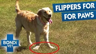 Deformed Legs Causes Puppy Extreme Pain | Bondi Vet