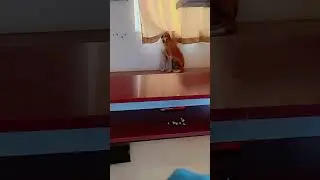 #doglife #goldenretriever #pets #memes #funny #labradorretriever #dog #maa