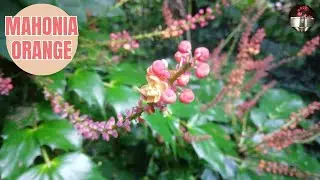 Mahonia orange , Mahonia nitens Cabaret , petit  arbuste persistant