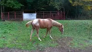 Pumpkin's Gaining Weight!