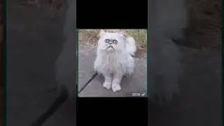 broma de WhatsApp vendiendo gatos #broma#gato#creditosaparodysXD