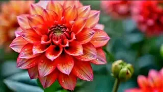 calm the nervous system, slow your breathing, lower your heart rate, and reduce your blood pressure