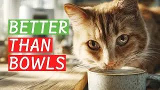 Why Your Water Tastes Better (To Your Cat)