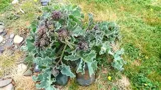 Sea Kale