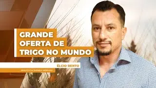 Grande oferta de trigo no mundo eleva estoques e segue pressionando pre&ccedil;os