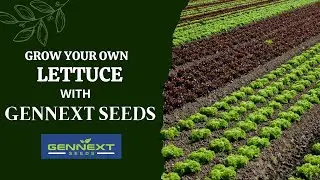 World Class Lettuce collection from GENNEXT SEEDS