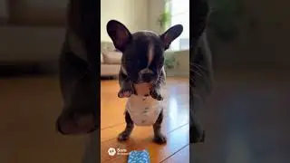 From Begging to RAGE in 1 Second! This Puppy Loses It Over Treats #puppy #dogsoftiktok #funnydogs