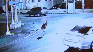 VIDEO | Pet emu gets loose and runs through the streets of Boston