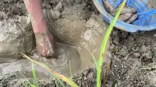Amazing Hole Fish Trap - Smart Boy Build Fish Trap By Parvez 🐬 || New Fish Chacing Trap ||