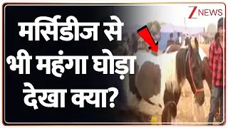 Costliest Horse in Bareilly: मर्सिडीज से भी महंगा घोड़ा देखा क्या? | Uttar Pradesh News | Breaking
