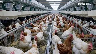 Glucose Oxidase’s (Feed Enzymes) Impact on Animal Gut Health & Performance | VTR BioTalk