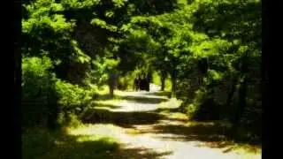 Waldesstille (Woodland Peace) by Edvard Grieg, Hal Freedman, pianist
