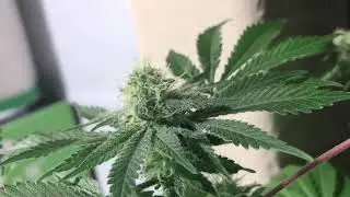 Spectrum king 402 really making a difference