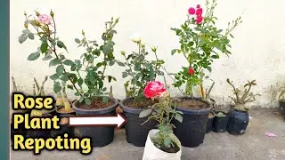 How to repot New Rose Plant || Repoting and soil media for Rose plant. 