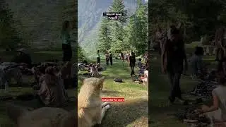 Kasol mini Israel the fairy Forest  Himachal offbeat location #viral #himachal #kasol #pulga #israel